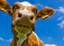 funny-cow-wallpapers